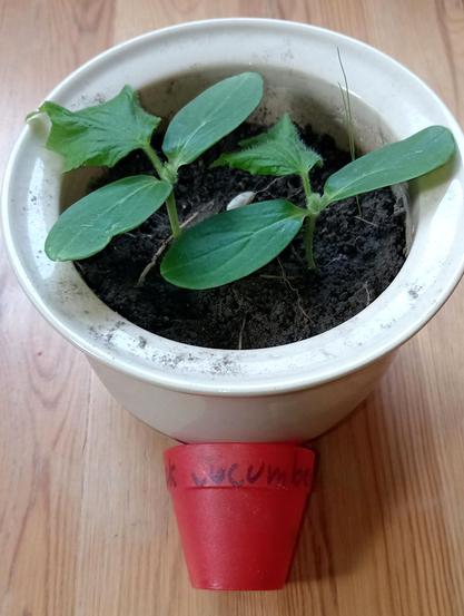 two small cucumber plants in a white ceramic pot. they each have only one leaf apart from the first pair of seedling-leaves. in front of the pot lies a tiny red plastic seedling pot (empty) which has "cucumber) written on it in smudged marker. this was their very first home.