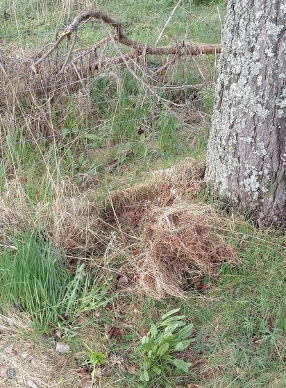 photo of a patch of unkempt ground next to a pine tree and a fence; there's mostly grass.