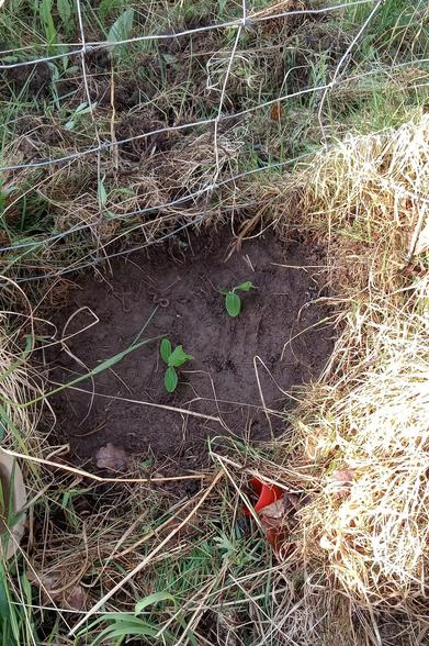 photo of the same patch of ground, but now a small circle hass been cleared of vegetation and is bare, very dark soil. there are some earthworms. the two cucumber plants have been planted in the soil