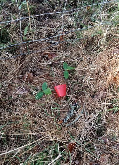 tje same patch of ground again, with the two cucumber plants in it, but now the bare soil has been covered in lose grass so no bare soil is showing anymore. but the cucumber plants are peeking up through the grass mulch