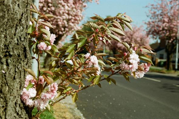 Young blossoming branches, low down on the trunk of the cherry tree