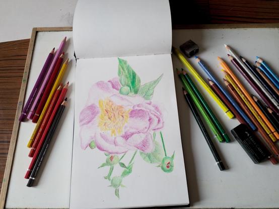 Ein brauner Tisch auf dem ein Zeichenbrett mit einem offenen Skizzenbuch liegt. Eine Zeichnung einer rosa Pfingstrose ist fast fertig. Zu beiden Seiten liegen Buntstifte in allen Farben.