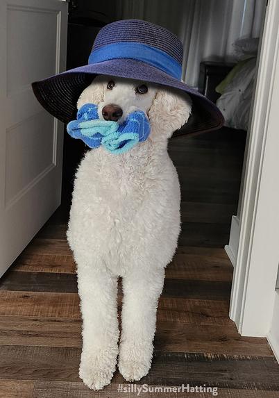Bella the Royal Poodle with blue socks in her mouth and wearing a wide brimmed dark blue hat with a band that matches the colour of the socks.