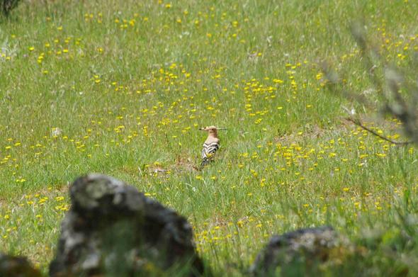 Una abubilla en el centro de la foto, de perfil, en un prado verde con florecillas amarillas. En primer plano y desenfocadas hay un par de rocas.