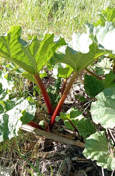 one of the rhubarb plants a bit closer up, the red stems under the big leaves are visible