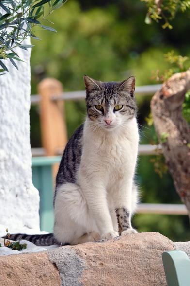 Photo of a bicolour tabby-and-white cat. The cat sits next to a white wall. In the background, slightly out-of-focus, are green plants and a metal railing.