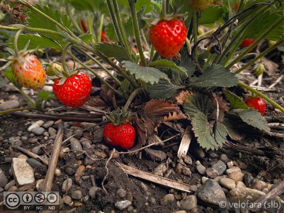 Reife Erdbeeren hängen an der Pflanze.