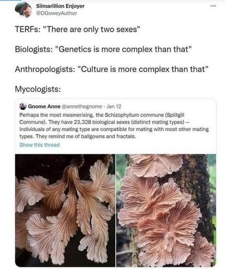 Silmarillion Enjoyer - @DGoweyAuthor posted the following:

TERFs: "There are only two sexes" 

Biologists: "Genetics is more complex than that" 

Anthropologists: "Culture is more complex than that" 

Mycologists: Perhaps the most mesmerising, the Schizophyllm commune (Splitgill Commune). They have 23,328 biological sexes (distinct mating types) individuals of any mating type are compatible for mating with most other mating types. They remind me of ballgowns and fractal.

Below this are two photos of swirly gilled Schizophylium mushrooms.