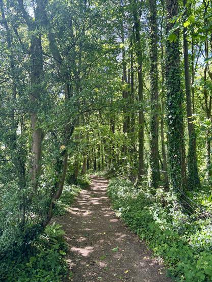Secluded wooded footpath with the sun light streaming through. This path is between Dunraven Bay and St Brides Major.