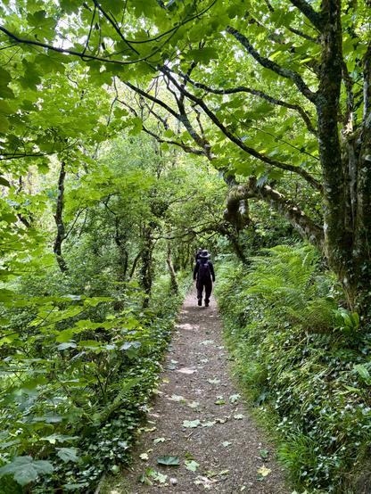 Path of the Welsh coastpath comes slightly inland through a wooded valley/cwm called Cwm Bach. My intrepid walkers Hiw and Paul are setting the pace!