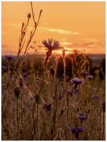 A field of wildflowers at sunset, with blue flowers silhouetted against a warm orange and yellow sky. The sunlight creates a glowing effect around some of the flowers, adding a serene atmosphere to the scene.
