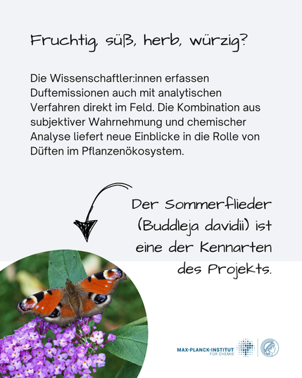 Das Bild zeigt einen blühenden Schmetterlingsflieder und einen Schmetterling. Daneben steht
Fruchtig, süß, herb, würzig?
Die Wissenschaftler:innen erfassen Duftemissionen auch mit analytischen Verfahren direkt im Feld. Die Kombination aus subjektiver Wahrnehmung und chemischer Analyse liefert neue Einblicke in die Rolle von Düften im Pflanzenökosystem.
Der Sommerflieder (Buddleja davidii) ist eine der Kennarten des Projekts.