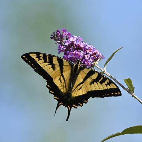 A western tiger swallowtail butterfly is perched on a cluster of purple flowers against a bright blue sky.