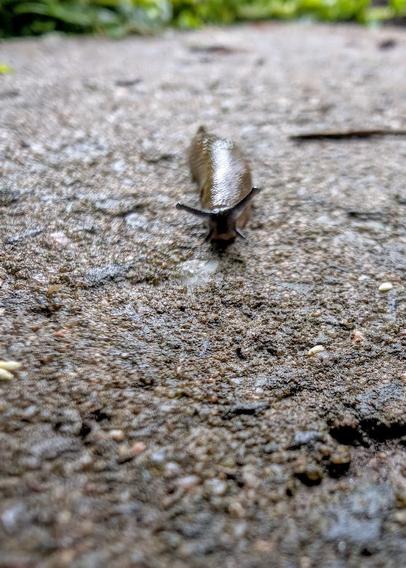 Eine braune Nacktschnecke kriecht über einen feuchten Steinboden. Der Vorderkörper mit den zwei nach oben gerichteten Stielaugen ist scharf fokussiert, der Rest unscharf. Im Hintergrund unscharf grünes Pflanzenwerk. (Foto by Johann Seidl, Gartenpoet)

A brown slug crawls across a wet stone surface. Its front body with two upward-pointing eye stalks is in sharp focus, the rest blurred. Blurry greenery in the background.