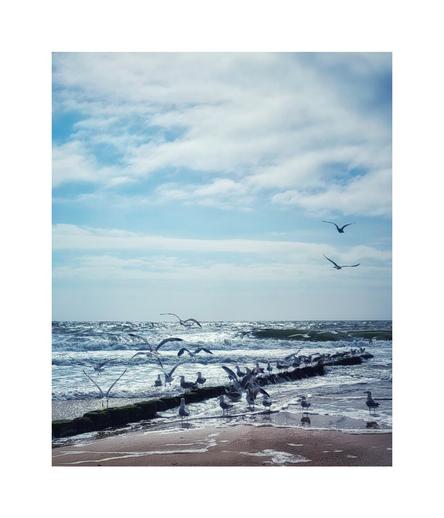 Von links unten führt eine Buhne, auf der sehr viele Möwen sitzen und stehen. Manche stehen auch daneben im Sand oder fliegen gerade auf. Dahinter das Meer ist ordentlich wellig. Der Himmel ist blau, aber mit vielen weißen Wolken versehen.