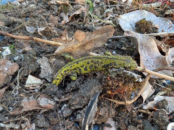 a small yellowish green gecko at the bottom of a swimming pool