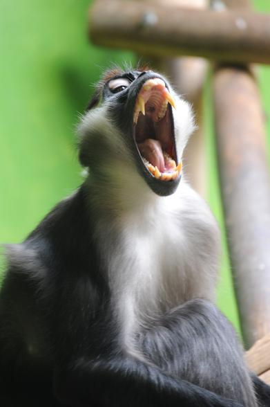 Colour photo, portrait format.

A Mangabey monkey, opening its mouth widely and displaying its teeth.

Soft green plants background.