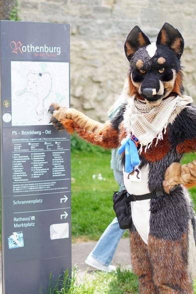 Blue Heeler fursuiter standing next to a town map of Rothenburg ob der Tauber, pointing at the wrong location compared to where he actually is.