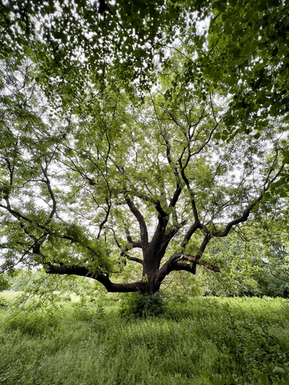 Ancient black walnut tree