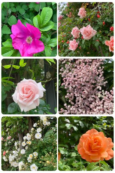 bildcollage mit sechs fotografien von blüten gemäss text.