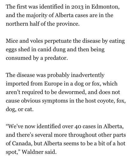 The first was identified in 2013 in Edmonton,
and the majority of Alberta cases are in the
northern half of the province.

Mice and voles perpetuate the disease by eating
eggs shed in canid dung and then being
consumed by a predator.

The disease was probably inadvertently
imported from Europe in a dog or fox, which
aren’t required to be dewormed, and does not
cause obvious symptoms in the host coyote, fox,
dog, or cat.

“We've now identified over 40 cases in Alberta,
and there’s several more throughout other parts
of Canada, but Alberta seems to be a bit of a hot
spot,” Waldner said.