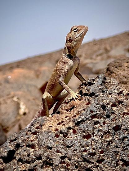 A Sinai agama trying to look intimidating, standing tall on a basalt boulder.