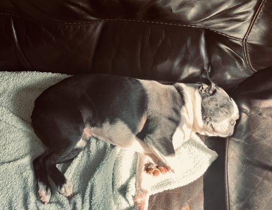 A Boston terrier asleep, lying on his side on a sofa and blanket