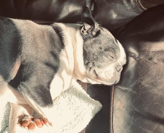 The same photo but closeup of the Boston terrier’s cute widdle face ❤️
