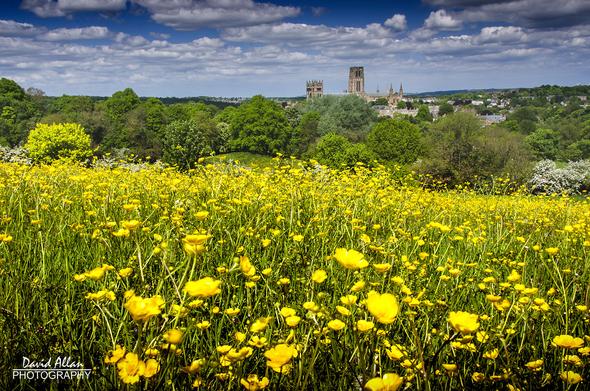 A meadow bursting with golden buttercups sets up a great view across the City of Durham in North East England and it's ancient Norman cathedral.
