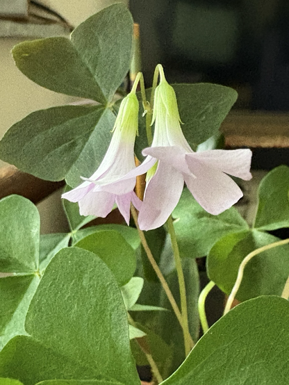 Shamrocks in bloom.