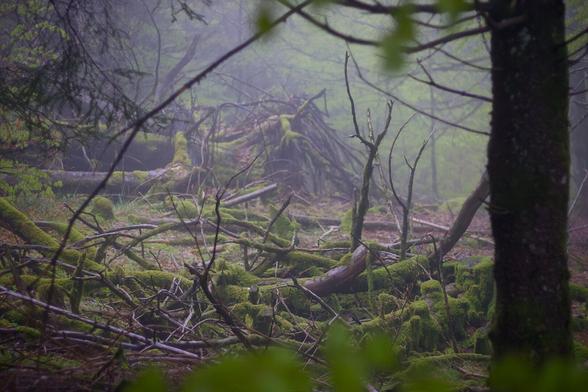A pile of dead wood in a damp, misty undergrowth with moss on some trunks.