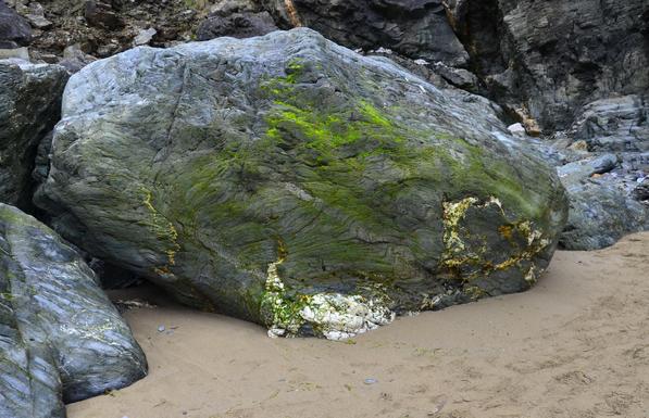 Boulder covered with algae.