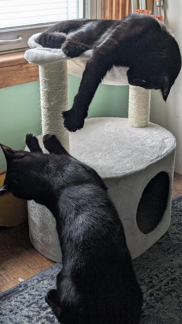 Two black cats and a small white piece of cat furniture. One cat is scratching the scratching post. The other cat is in the basket on the top attempting to scratch his brother