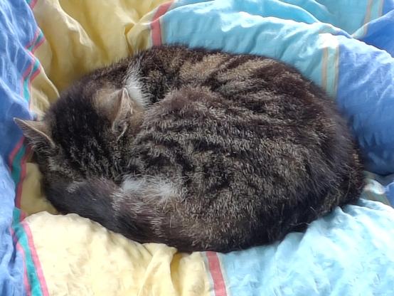Katze, die sich auf dem Bett rund zusammengerollt hat.