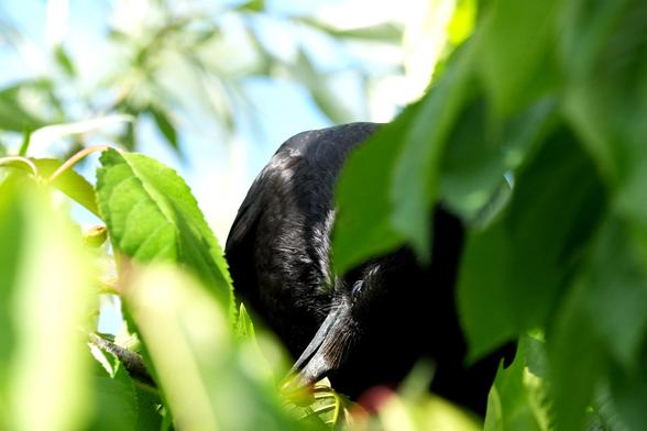 Een zwarte kraai is te zien in een dicht gebladerte van felgroene bladeren van een kersenboom. De vogel zoekt een kers en bevindt zich iets uit het midden aan de rechterkant van de afbeelding en zijn lichaam is grotendeels verborgen tussen de bladeren. Het verenkleed van de kraai is diepzwart en zijn vorm wordt gedeeltelijk overschaduwd door de bladeren. De belichting suggereert een zonnige buitenomgeving. De bladeren zijn scherp in beeld, terwijl de kraai en de achtergrond zacht wazig zijn. Het perspectief is vanuit een iets lager perspectief, omhoogkijkend naar de kraai. De algehele indruk is die van een natuurlijke buitenscène, waarbij de kraai schijnbaar gecamoufleerd is in het gebladerte. De compositie van de afbeelding benadrukt de wisselwerking tussen de donkere kraai en de felgroene bladeren.