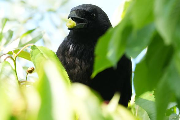 Een zwarte kraai zit in een boom, tussen felgroene bladeren. De kraai is iets links van het midden in het kader geplaatst en staat in driekwart profielaanzicht, naar rechts van de kijker gericht. De kraai houdt een klein, lichtgeel/groen stuk kers in zijn snavel. Het verenkleed van de kraai is volledig zwart, met zichtbare details op de kop en snavel. De focus ligt op de vogel, terwijl het gebladerte op de achtergrond zacht wazig is, waardoor een geringe scherptediepte ontstaat. De belichting is helder, wat suggereert dat er buiten daglicht is, met highlights op de vogel die de bladeren verlichten. De algehele indruk is van een natuurlijke, gedetailleerde buitenscène. De bladeren hebben verschillende tinten groen, met enkele helderdere en meer verzadigde delen. Het perspectief is licht naar beneden gericht, richting de vogel, wat een close-up oplevert. De compositie is eenvoudig en vestigt de aandacht op de kraai en zijn interactie met de omgeving.