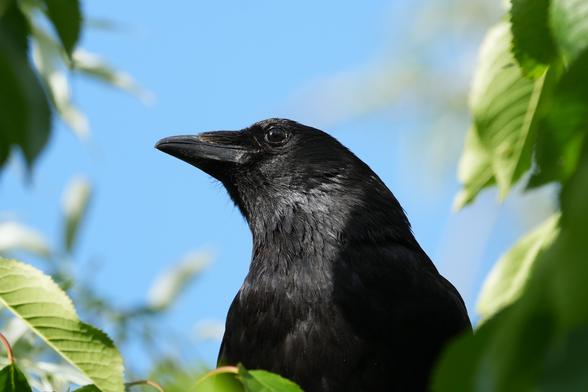Een zwarte kraai, iets links van het midden van de afbeelding, zit in een boom. De kraai staat in driekwart profielaanzicht, iets naar rechts kijkend, richting de kijker. Zijn kop is lichtjes omhoog gekanteld. Het verenkleed van de vogel is volledig zwart, met zichtbare textuur en detail in de veren. De kraai is scherp in beeld tegen een zachte, onscherpe achtergrond van een heldere, lichtblauwe lucht en felgroene bladeren van een boom. De bladeren bevinden zich op de achtergrond en in het rechterdeel van de afbeelding. De belichting is helder en natuurlijk, waardoor zachte schaduwen op de vogel en de bladeren vallen. Het perspectief is van iets boven de kraai, neerkijkend op de vogel vanaf een vrij korte afstand. De compositie is eenvoudig, met de kraai als hoofdonderwerp. De algehele sfeer is sereen en natuurlijk.