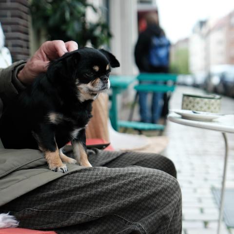 Ein kleiner Hund, wohl ein Pekingese, auf einem Schoß. Die beiden sitzen in Außenbereich des Café Alma. Eine Hand krauelt den Nacken des Hundes.