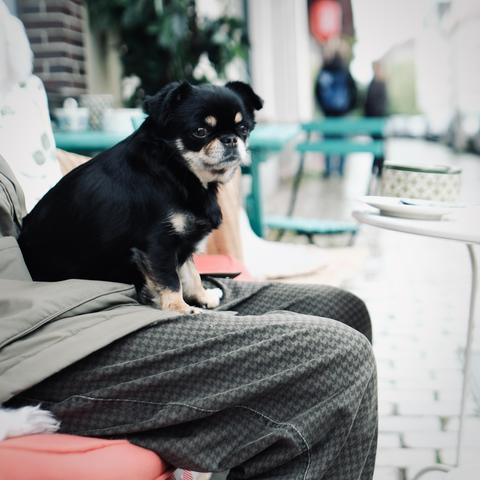 Der Hund schaut rüber zur Kamera.