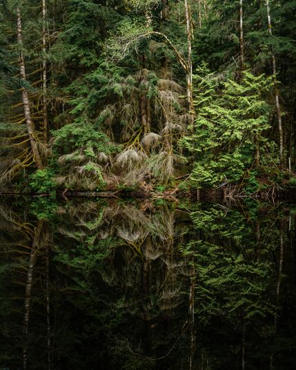 A photograph of a section of forest along the edge of Rice Lake in North Vancouver, BC. There are a combination of trees here, giving various shades and tints of green and brown. The entire scene is reflected in the early morning still waters of the lake, fading into inky darkness.