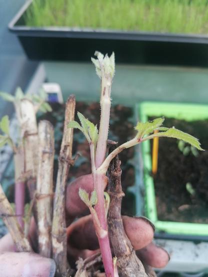 A dahlia plant with some small leaves just starting to grow.