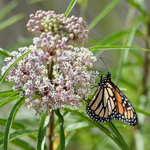 A monarch butterfly rests on a cluster of milkweed