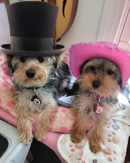 Original alt text: Two small, long-haired dogs, Yorkshire Terriers Mixes are seated in a pink and white polka-dotted pet bed, looking directly at the camera.

The dog on the left has a mix of black, silver, and tan fur, with a noticeable greyish-silver on its head and muzzle. He wears a black collar with a circular tag featuring a white paw print design. His front paws rest on the edge of the pet bed.

The dog on the right has darker fur, predominantly black and tan, with more tan visible on her face and legs. She wears a pink collar with a pink tag also featuring a paw print design. Her front paws are also resting on the edge of the bed.

My addition: Buzz on the left has a top hat, Gracie on the right has a sparkly bright pink stetson.