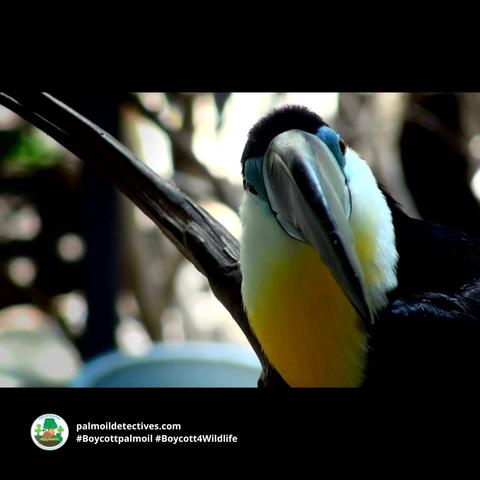 Colourful tree-dwellers Channel-billed Toucans are #Amazon #icons in #Brazil 🇧🇷#Venezuela 🇻🇪 #Colombia 🇨🇴 Threats include #PalmOil 🌴🔥#Soy #Meat 🥩🔥and #GoldMining 🥇🔥 Help them survive when you #BoycottPalmOil 🌴☠️🧐⛔️ #BoycottGold #Boycott4Wildlife https://palmoildetectives.com/2021/08/02/channel-billed-toucan-ramphastos-vitellinus/?utm_source=mastodon&utm_medium=Palm+Oil+Detectives&utm_campaign=publer