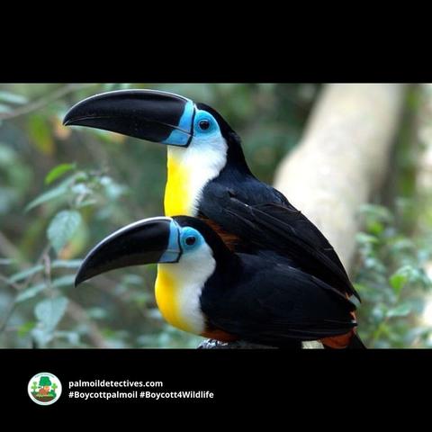Colourful tree-dwellers Channel-billed Toucans are #Amazon #icons in #Brazil 🇧🇷#Venezuela 🇻🇪 #Colombia 🇨🇴 Threats include #PalmOil 🌴🔥#Soy #Meat 🥩🔥and #GoldMining 🥇🔥 Help them survive when you #BoycottPalmOil 🌴☠️🧐⛔️ #BoycottGold #Boycott4Wildlife https://palmoildetectives.com/2021/08/02/channel-billed-toucan-ramphastos-vitellinus/?utm_source=mastodon&utm_medium=Palm+Oil+Detectives&utm_campaign=publer