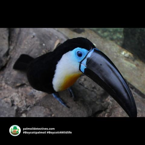Colourful tree-dwellers Channel-billed Toucans are #Amazon #icons in #Brazil 🇧🇷#Venezuela 🇻🇪 #Colombia 🇨🇴 Threats include #PalmOil 🌴🔥#Soy #Meat 🥩🔥and #GoldMining 🥇🔥 Help them survive when you #BoycottPalmOil 🌴☠️🧐⛔️ #BoycottGold #Boycott4Wildlife https://palmoildetectives.com/2021/08/02/channel-billed-toucan-ramphastos-vitellinus/?utm_source=mastodon&utm_medium=Palm+Oil+Detectives&utm_campaign=publer