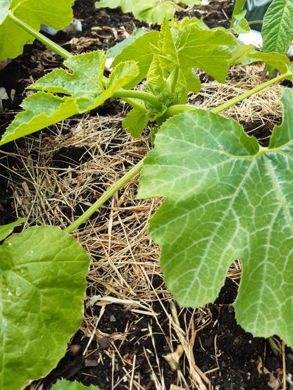 Zucchinipflanze mit ersten Knospen. Die Erde ist mit Grasschnitt gemulcht.