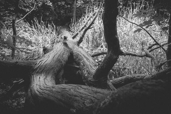 Ein Baumstamm überbrückt das Moor. Schwarz Weiß Foto
