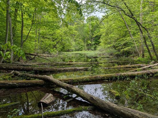 A pond in a deciduous forest. Fallen logs in the foreground, algae visible on the water's surface in the background. Forest leaves are brilliant green. Pond is surrounded by trees to left and right and in the background.