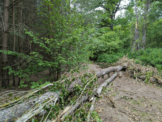 On a path in a dense part of the woods a long thick branch lies such that it is blocking the easy way forward. The close end of the now dead trunk points to near the camera position, the end in the bushes, while the far end sits next to the tree it fell down from, several metres high up. It looks kind of fresh, as if the split has just been several days ago. The sky visible is pale and overcast.